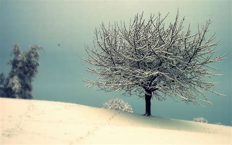 Wallpaper Landscape Nature Snow Winter Branch Morning Frost