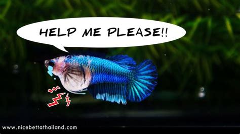 Bloated Betta How To Know If I M Overfeeding My Betta Fish Quora