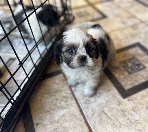 Shih Tzu Mix Puppies For Sale In Linstead St Catherine Dogs