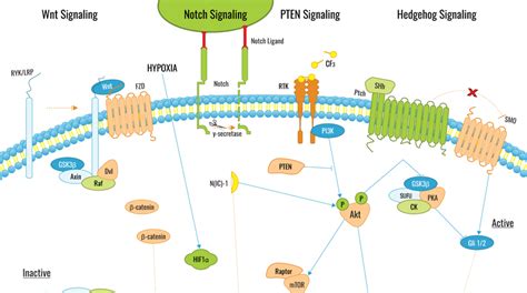Cancer Cell Signaling Pathways