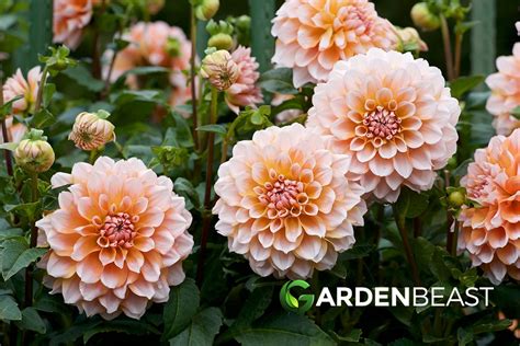 Dahlia Guide How To Grow And Care For These Beautiful Flowers