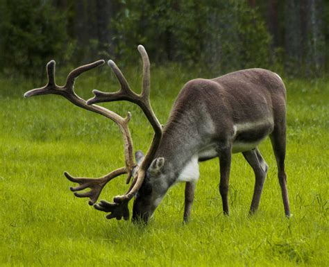 Reindeer Learn About Nature