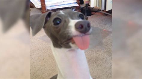 Dog With Tongue Sticking Out