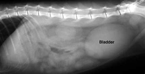 Other cats get blockages and bladder stones that need surgery to fix. Urethral Obstruction in Cats - When Your Cat Can't Pee