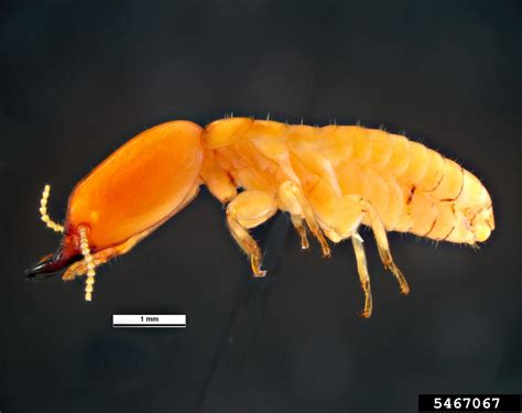 Dampwood Termite Glyptotermes Brevicornis