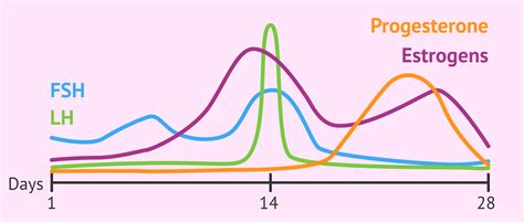 menstrual cycle and hormones chart