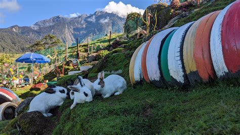 Rabbit Garden In Msia Is As High As Genting Highlands Can Pet Bunnies