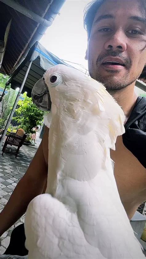 Mrvvip On Twitter Chicco Jerikho Shirtless And Kiss The Bird Selebwatch