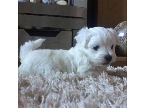 Meet Our Lovely Snow White Teacup Maltese Peanut Charlotte Puppies