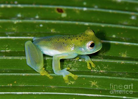 Emerald Glass Frog Centrolene Prosoblepon Costa Rica Photograph By