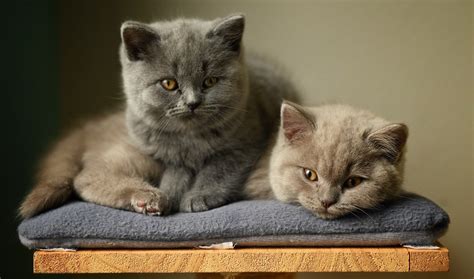 Everything You Need For Your New British Shorthair Kitten Lords