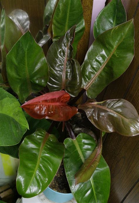 Blushing Philodendron Philodendron Imperial Red In The