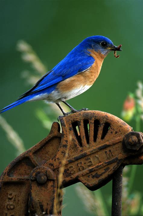Eastern Bluebird Male Birds Pet Birds Backyard Birds