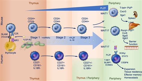 Frontiers Mait Cells And The Microbiome