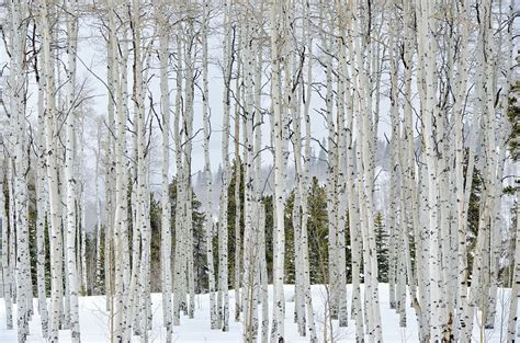 Aspens In Winter By Adventure Photo