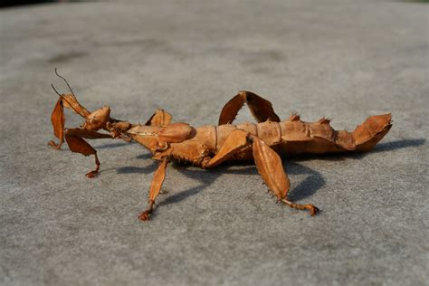 Extatosomatiaratum119 3888×2592 Stick Insect Insects Insect