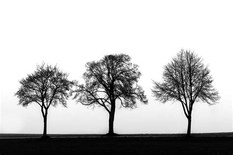Three Trees Foto And Bild Bäume Natur Landschaft Bilder Auf Fotocommunity