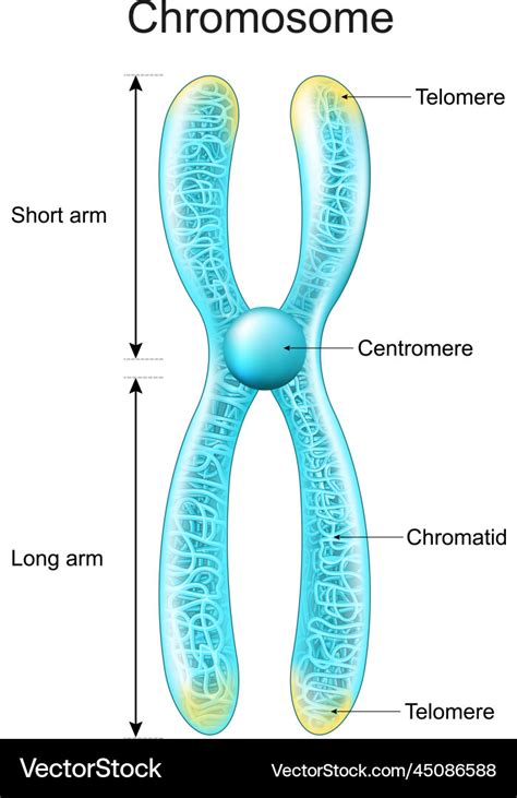 Structure Of Chromosome Chromatid Centromere Vector Image