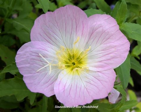 Plantfiles Pictures Oenothera Showy Pink Evening Primrose Mexican