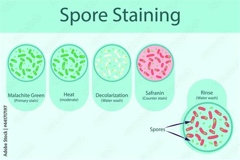 Spore Staining Technique Steps Diagram Using Malachite Green And