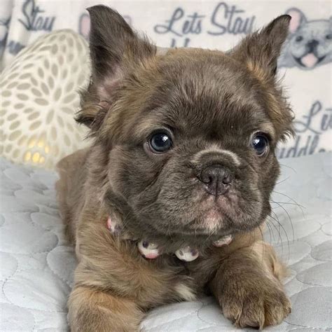 Cutest Puppies 🐕 On Instagram Precious Fluffy Frenchie Girl ️ Rate