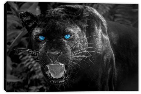 Black Panther Blue Eyes Canvas Print Wall Art Animal Home Wall Decor