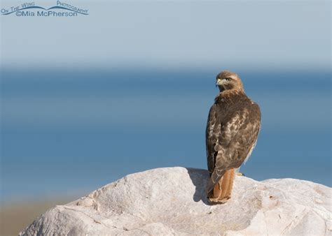 Adult Red Tailed Hawk Overlooking The Great Salt Lake On The Wing