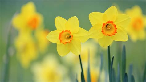 Wallpaper Yellow Flowers Daffodils 3840x2160