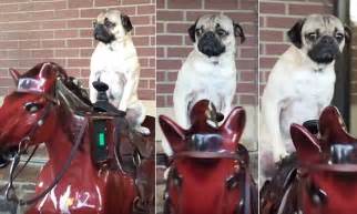 Doug The Pug Rides A Mechanical Horse Outside Grocery Store In Funny