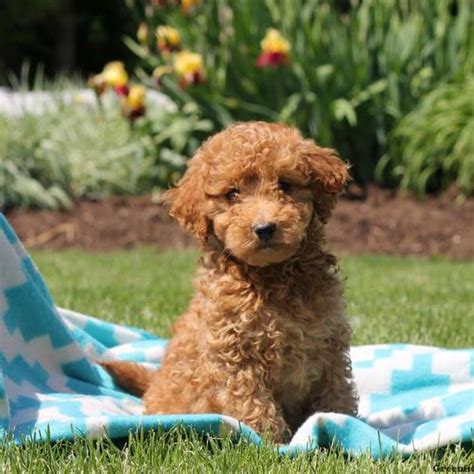 mini whoodle puppies  sale greenfield puppies