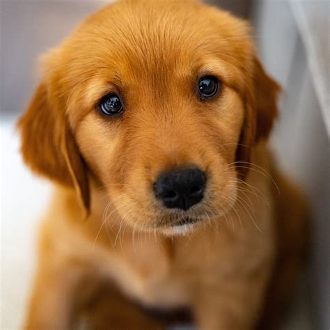 Best 500 Golden Retriever Puppy Pictures Download Free Images On