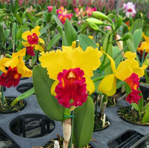 Ten Of The Most Beautiful Cattleya Orchid Flowers Orchidaceous