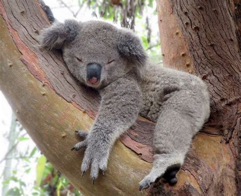 1521 Best Images About Koala Little Aussie Cuties On Pinterest Funny