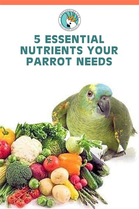 Why Birds Need Vitamins And Minerals Parrots Nutritional Guide