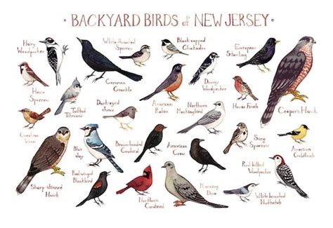 New Jersey Backyard Birds Field Guide Art Print Watercolor