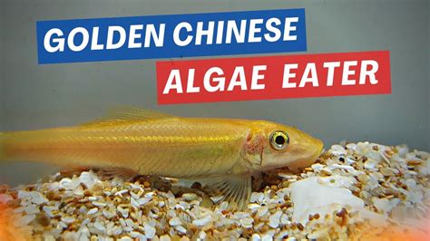 The Benefits Of Keeping A Golden Chinese Algae Eater In Your Aquarium