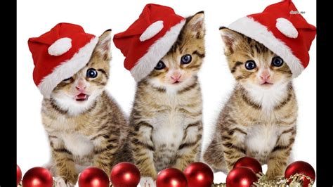 Cat Christmas Wishes Youtube
