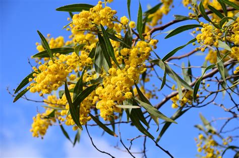 How To Take Care Of Your Wattles Trees Down Under