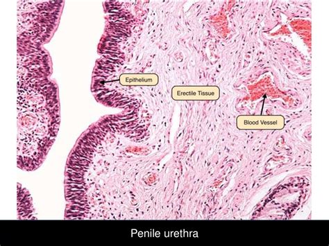 Histological Aspect Of Male Reproductive System