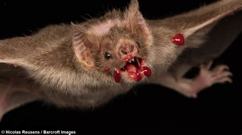 تعالوا نتعرف بالصور والمعلومات على الخفاش مصاص الدماء Vampire Bat