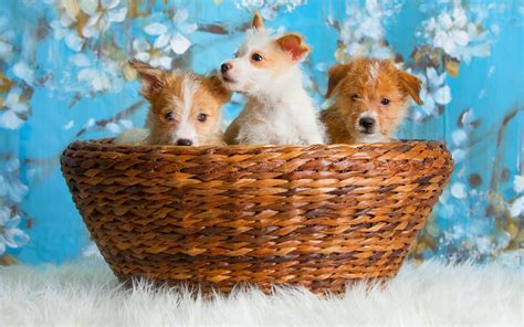 Cute Dogs Macbook Air Wallpaper Download Allmacwallpaper