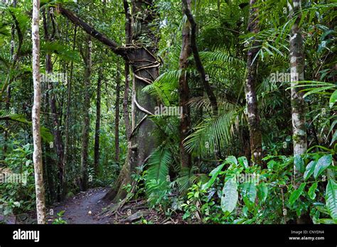 Path In The Rainforest Hi Res Stock Photography And Images Alamy