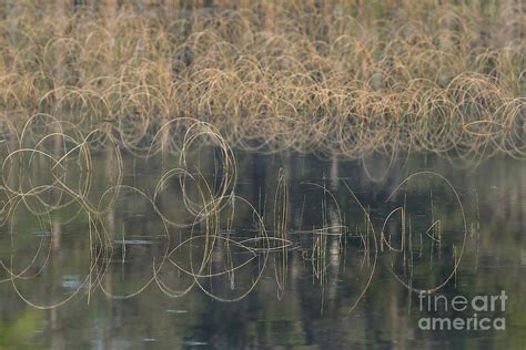 Reflecting Reeds Photograph By Teresa Mcgill Fine Art America