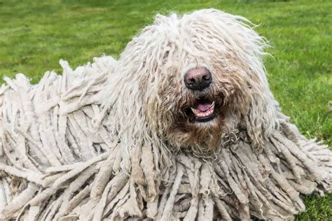 A Dog That Looks Like A Mop