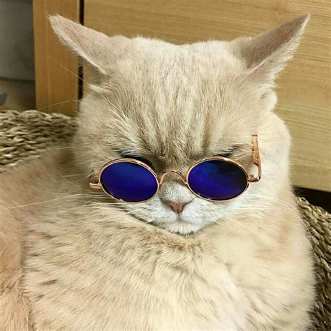 Pin By Nonie Chang On Furry Friends Cat Glasses Cat Sunglasses Cool
