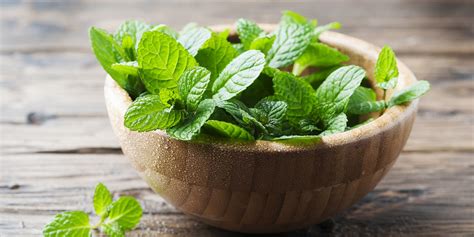 How To Buy And Store Mint