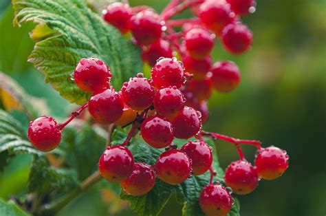 Berries Fruit Viburnum Opulus Free Photo On Pixabay Pixabay