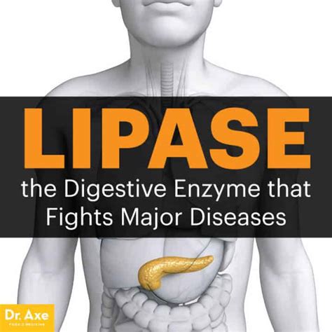Lipase The Digestive Enzyme That Fights Disease Dr Axe