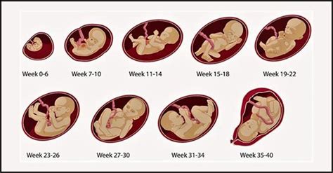 Pregnancy Week By Week Symptoms Baby Development And Body Changes