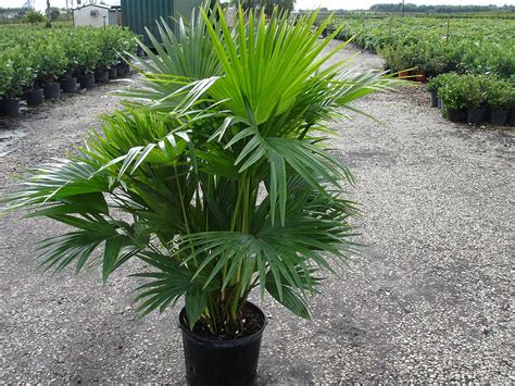 Chinese Fan Palm Plant